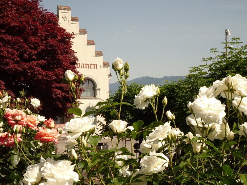 Rose Garden, Rapperswil